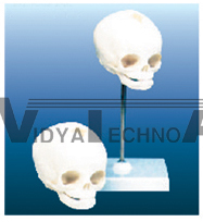 The model of newborn infant skull